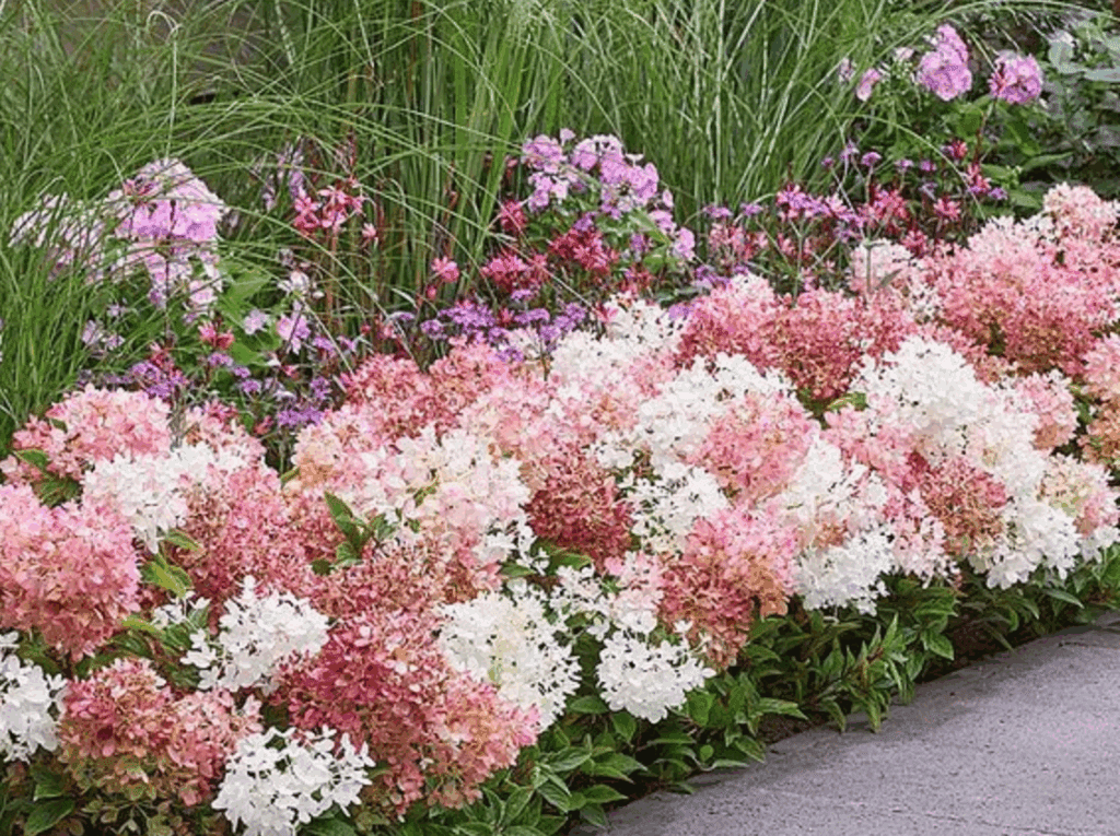 small long lasting hydrangea 